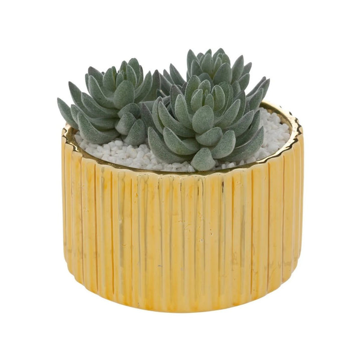 Plant With Gold Ceramic Pot