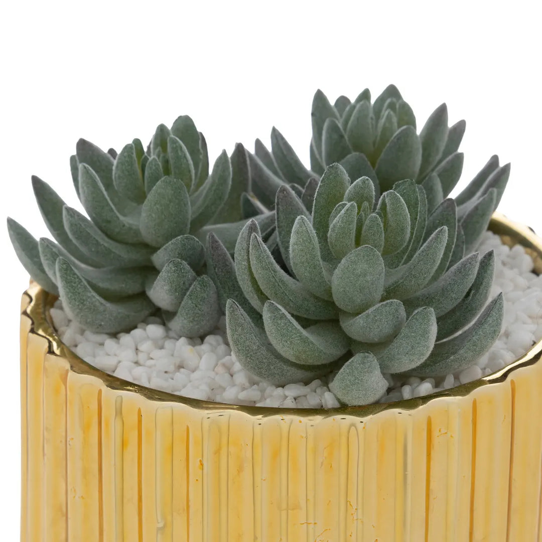 Plant With Gold Ceramic Pot