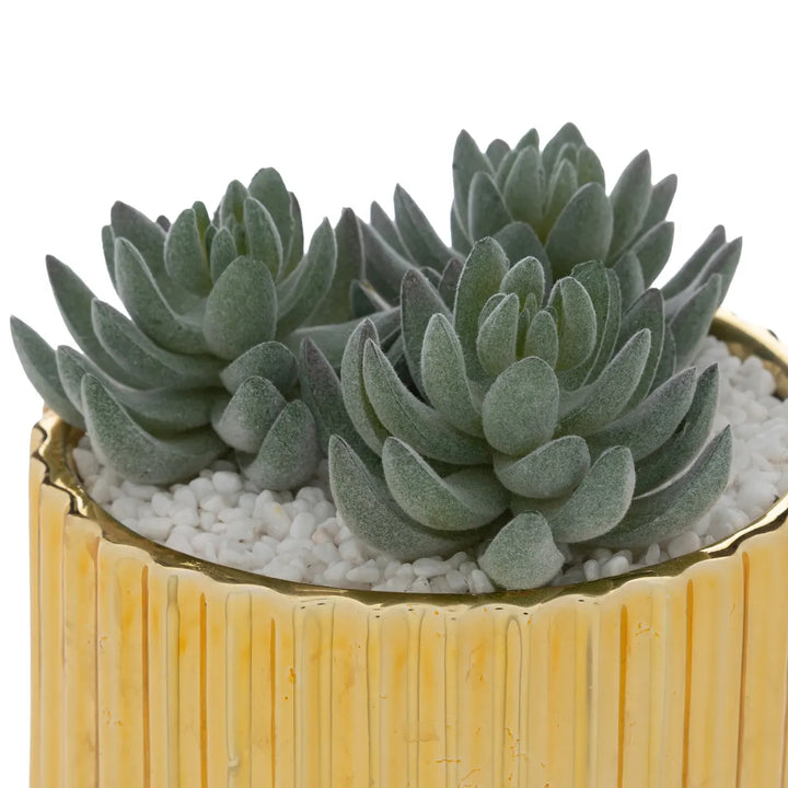 Plant With Gold Ceramic Pot